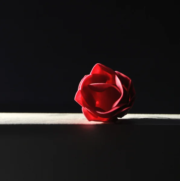 Rose bud in studio background — Stock Photo, Image