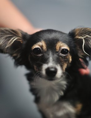 Oyuncak terrier köpek okşayarak