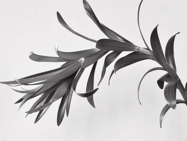 Planta Lily aislada. blanco y negro — Foto de Stock