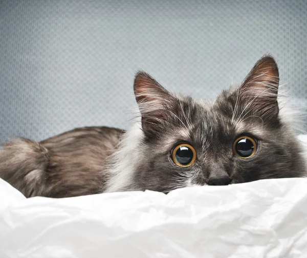 Sorpreso gatto in studio sfondo — Foto Stock