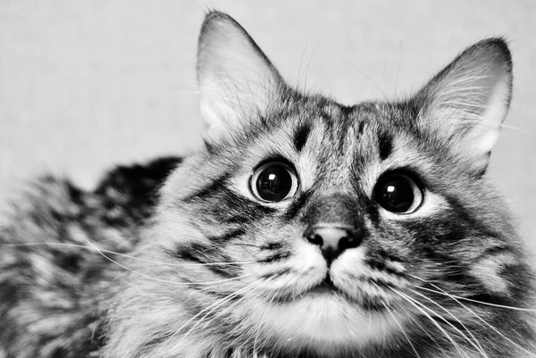 Kedi yakın çekim yüz portre siyah beyaz — Stok fotoğraf