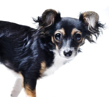 Oyuncak korkunç köpek izole