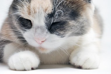 Uyuyan kedi izole