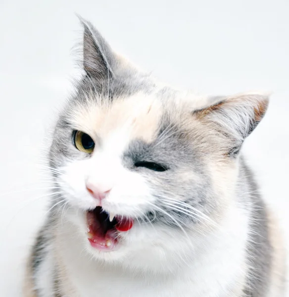 Winking katt isolerade — Stockfoto