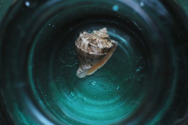 Yeşil arka plan bulanık kabuk