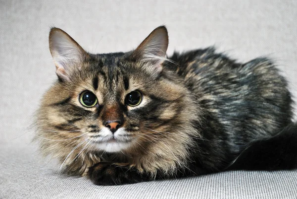 Gatto sdraiato su un divano — Foto Stock
