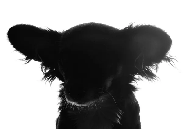 Kutya sillhouette. fekete-fehér — Stock Fotó