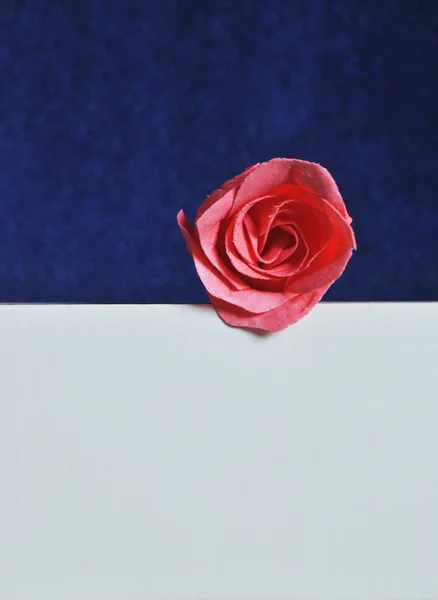 Pink rose on white and blue background — Stock Photo, Image