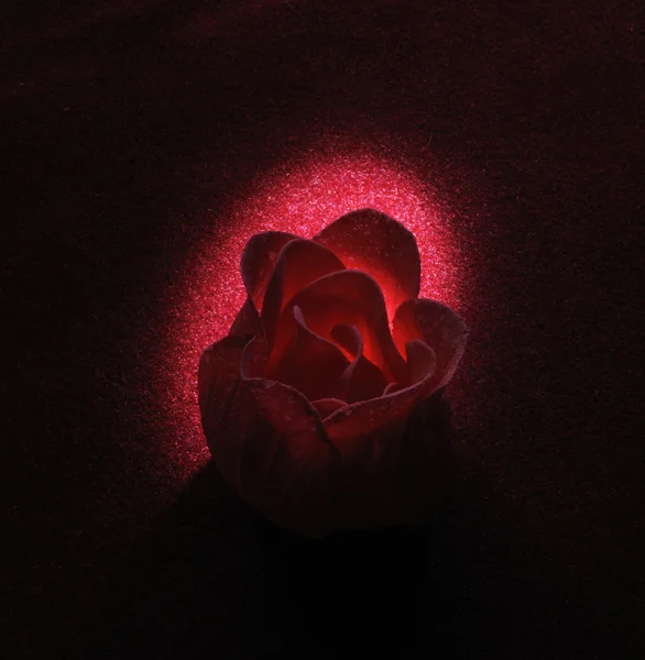 Soap rose on dark background — Stock Photo, Image