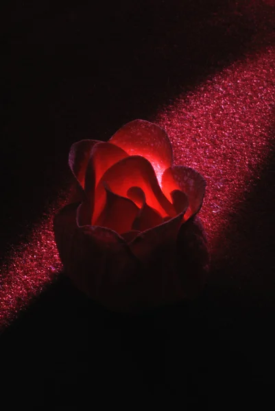 Tvål ros på mörk bakgrund — Stockfoto