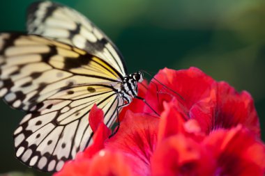 Kelebek çiçek üzerinde dinlenme
