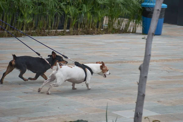 Small black and white dogs in large park walking with leash gloatingly rope on neck natural background