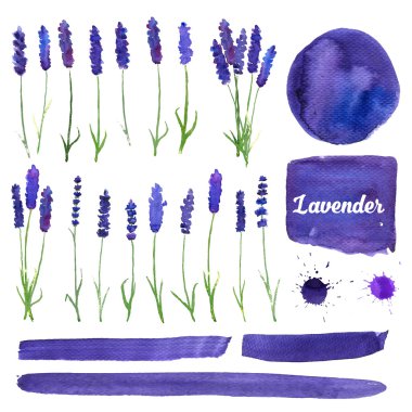 Lavanta ile vektör suluboya öğeleri ayarla. 