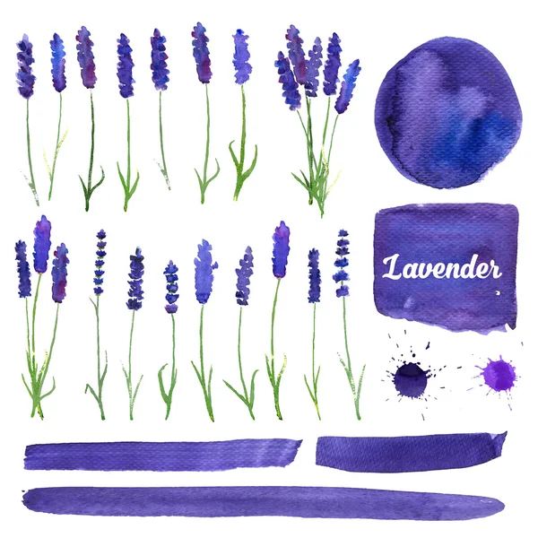 Lavanta ile vektör suluboya öğeleri ayarla. 