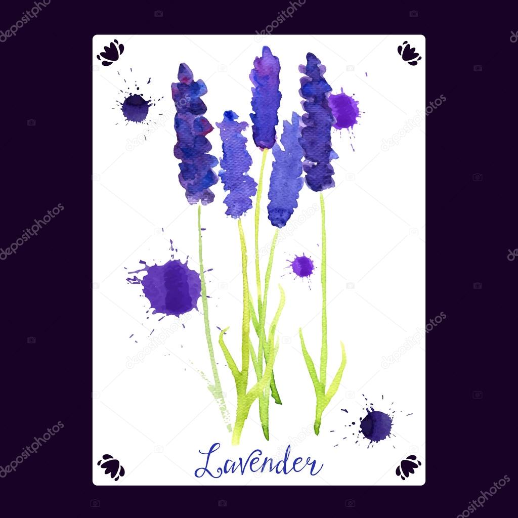 Vector greeting card with watercolor lavender. 
