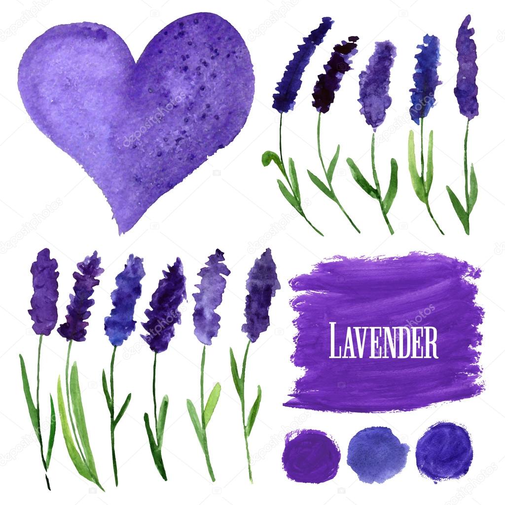 Vector watercolor elements set with lavender. 