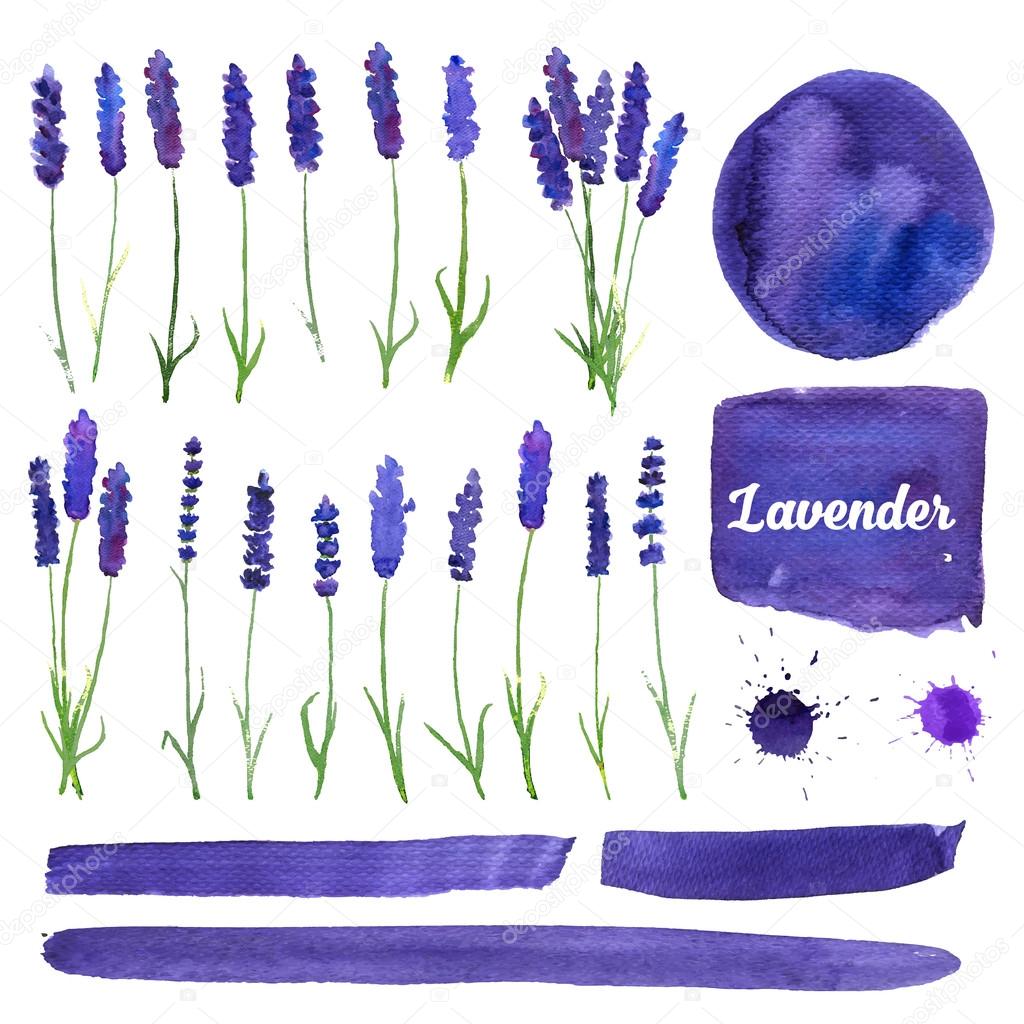 Vector watercolor elements set with lavender. 