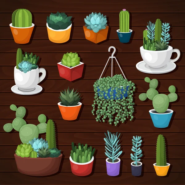 Cactus vectoriel coloré et ensemble succulent . — Image vectorielle