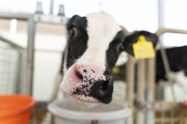 Close-Up Portrait Of Cow 