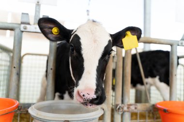 Close-up of a cow drinking water in barn