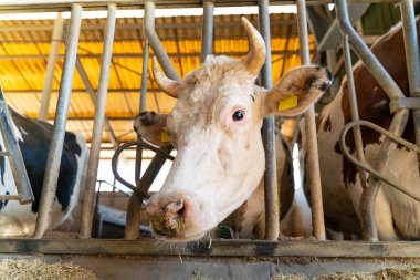 Portrait of cow standing on barn 