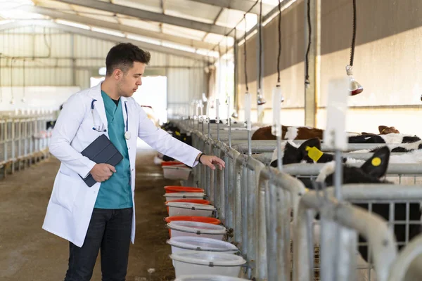 Veterinarian Checking Loving Cows Barn —  Fotos de Stock