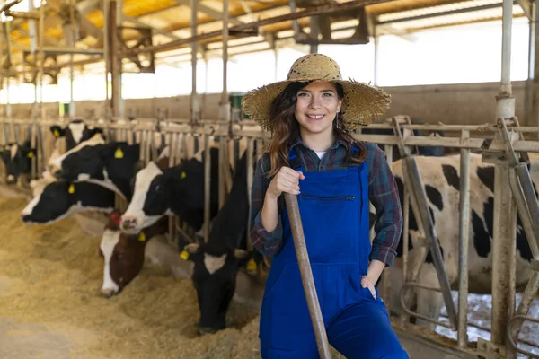 Portrait Farmer Feeding Hay Group Cows Shed Stock Image