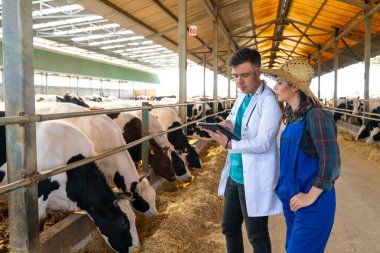 Vet showing the farmer about the health status of the cows in barn