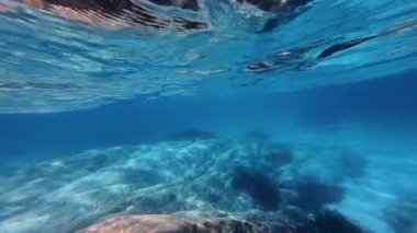 Yunanistan. Mavi denizde yüzen Needlefish 'in sualtı yavaş çekim görüntüsü. Aksiyon kamerası deniz yaşamının geniş açılı görüntüsü.