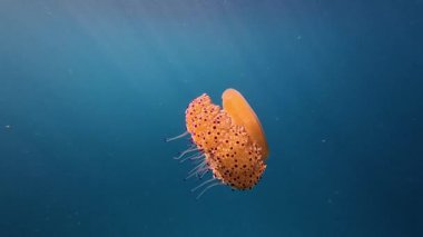 Yunanistan 'ın engin mavi Halkidiki denizinde su altında yüzen Büyük Kızarmış Yumurta Denizanası. Ege 'deki Cotylorhiza tüberkülata' nın yavaş çekim dalış görüntüleri.