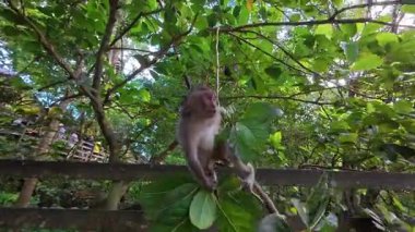 Tatlı Bebek Maymun Kutsal Maymun Ormanında Annesine Yapışıyor