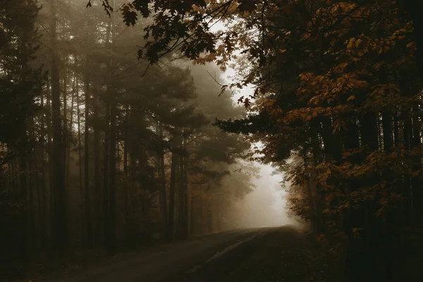 Empty Road Foggy Autumn Morning Forest — Stock Photo, Image