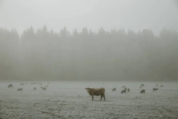 Uma Vaca Olhando Fixamente Rebanho Ovelhas Pastando Hoarfrost Coberto Prado — Fotografia de Stock