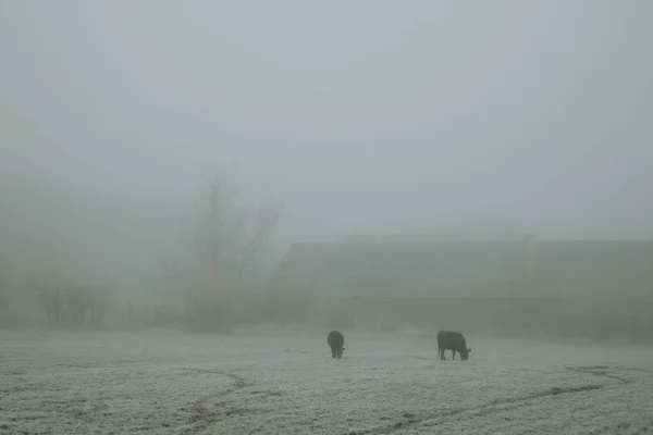 Две Тёмные Коровы Пасущиеся Замерзших Пастбищах Возле Амбара Холодное Туманное — стоковое фото