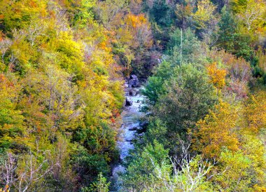 Sonbaharda yaprak döken ormanlarla dolu vahşi doğa. Ağaçların tepelerinde bir sürü sarı yaprak var.