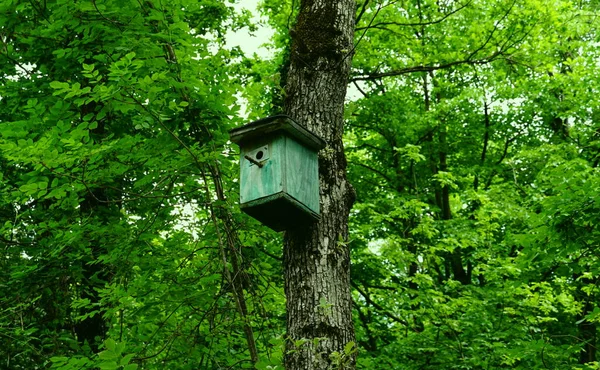 Ein Grünes Hölzernes Vogelhaus Einem Tiefen Wald Zwischen Grünen Ästen — Stockfoto