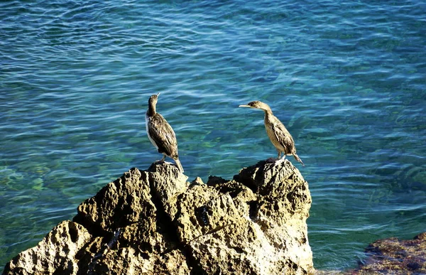 Two sea frigate birds sunbathe on a rock above the sea surface