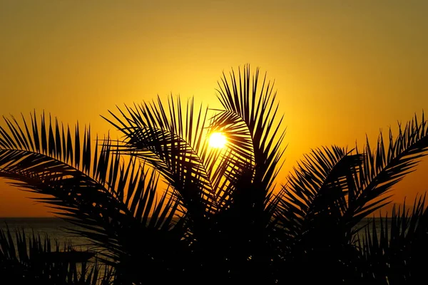 Силуэты Длинных Пальмовых Ветвей Сквозь Которые Светит Солнце Закате — стоковое фото