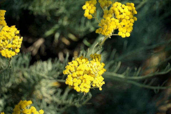 Cabeza Flores Amarillas Planta Inmortelle Sobre Una Superficie Verde Borrosa — Foto de Stock