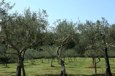 Genç zeytin ağaçları güzel güneşli bir günde baharda bir zeytin korusunda