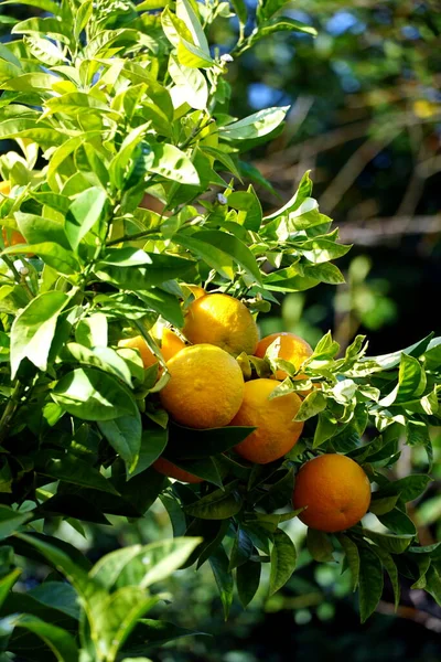 Una Rama Llena Frutas Frescas Las Mandarinas Mediterráneas —  Fotos de Stock