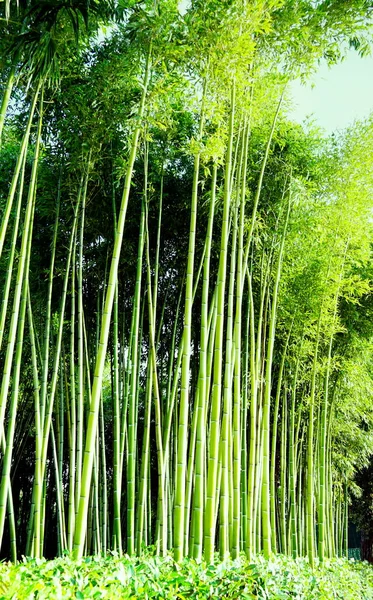 Green Tall Bamboo Trees Branches Park — Stock Photo, Image