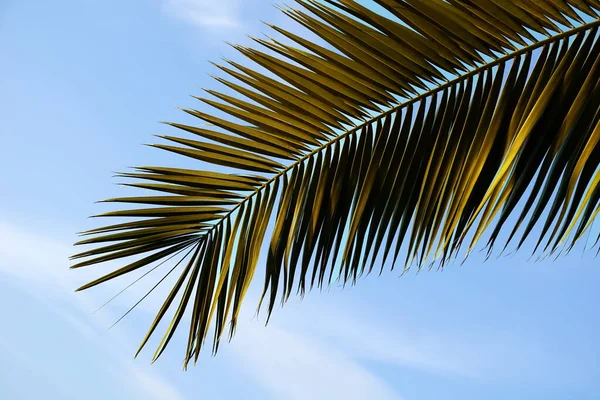 Grüner Kokospalmenzweig Unter Blauem Himmel — Stockfoto