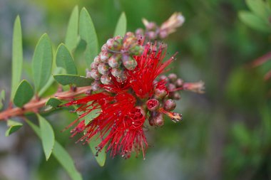 Bulanık yeşil arka planda kırmızı çizme fırçası çiçeğinin egzotik tomurcukları