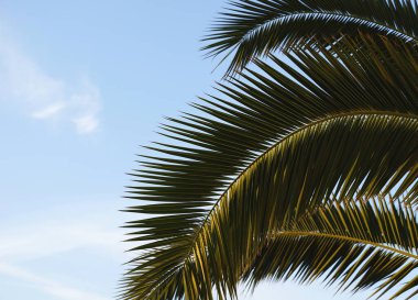 Mavi gökyüzünün altında yeşil palmiye dalları. Boş kopya alanı olan güzel tropikal arkaplan