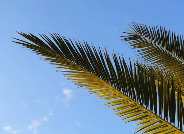 Fond Tropical Avec Deux Feuilles Palmier Vert Espace Copie Bleu — Photo
