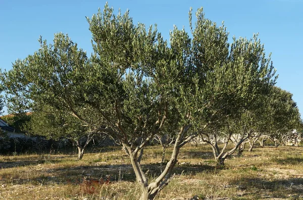 地中海性常緑植物と果物が晴れた日に熟すオリーブの木 — ストック写真