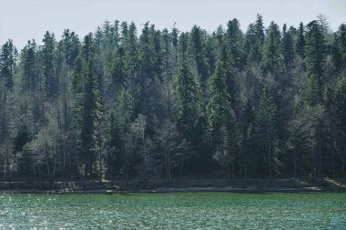 Baharın başlarında, zümrüt yeşili gölün suları boyunca uzanan güzel yeşil kozalaklı bir orman.