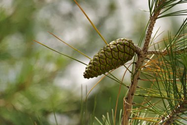 Kozalaklı ağaçtaki çam iğneleri arasındaki dalda yeşil çam kozalakları büyüyor.