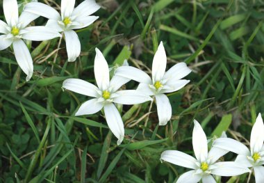 Çayırdaki beyaz bahar çiçekleri yeşil çimenler, üst manzara